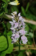 IMG_9917