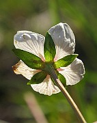 IMG_4443