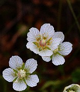 IMG_6206s
