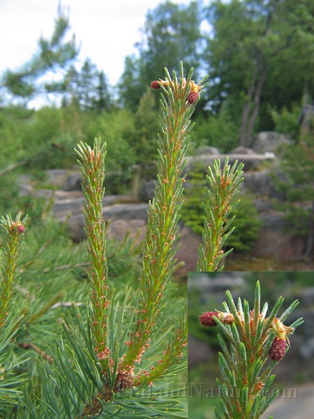 Picea_abies.jpg