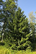 IMG_0367