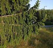 IMG_4816