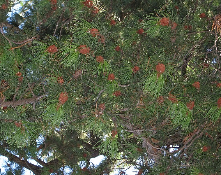 IMG_0795.JPG