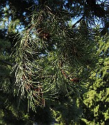 IMG_0793