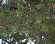 IMG_0795