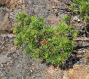 IMG_0591