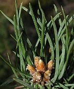 IMG_4900