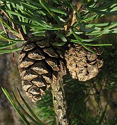 IMG_4903