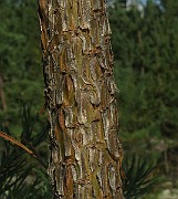 IMG_4906