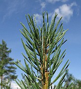 IMG_4909
