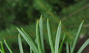 IMG_5175