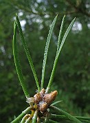 IMG_5176