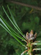 IMG_5177