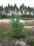 IMG_5181