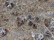 IMG_5220