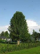 Pinus cembra subsp. sibirica