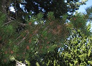 Pinus contorta