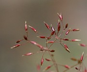 IMG_9907