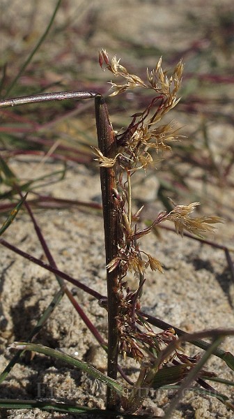 IMG_9747.JPG