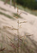 IMG_2547