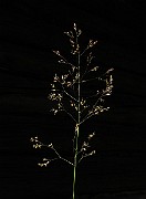 IMG_4365