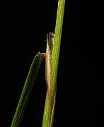 IMG_4380