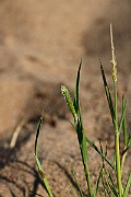 IMG_0802