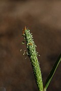 IMG_0921