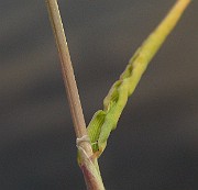 IMG_1807
