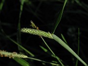 IMG_1549