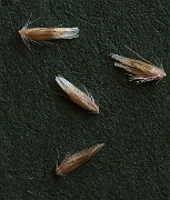 IMG_4685b