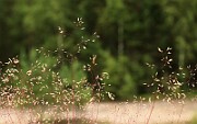 IMG_0582