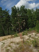 IMG_2129