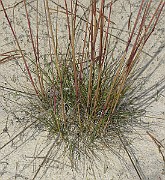 IMG_2133