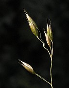 IMG_4395