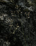 IMG_4412
