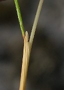 IMG_4414