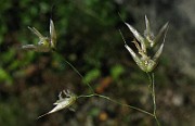 IMG_4515