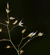 IMG_9909