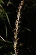 IMG_1180
