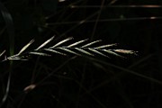 IMG_1182