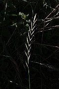 IMG_1185
