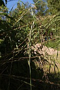 IMG_1187