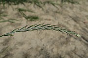 IMG_0049