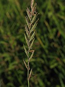 IMG_1571