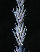 IMG_1581