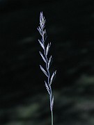 IMG_1582