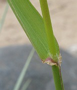 IMG_6745
