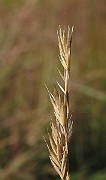IMG_0050