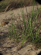 IMG_0051